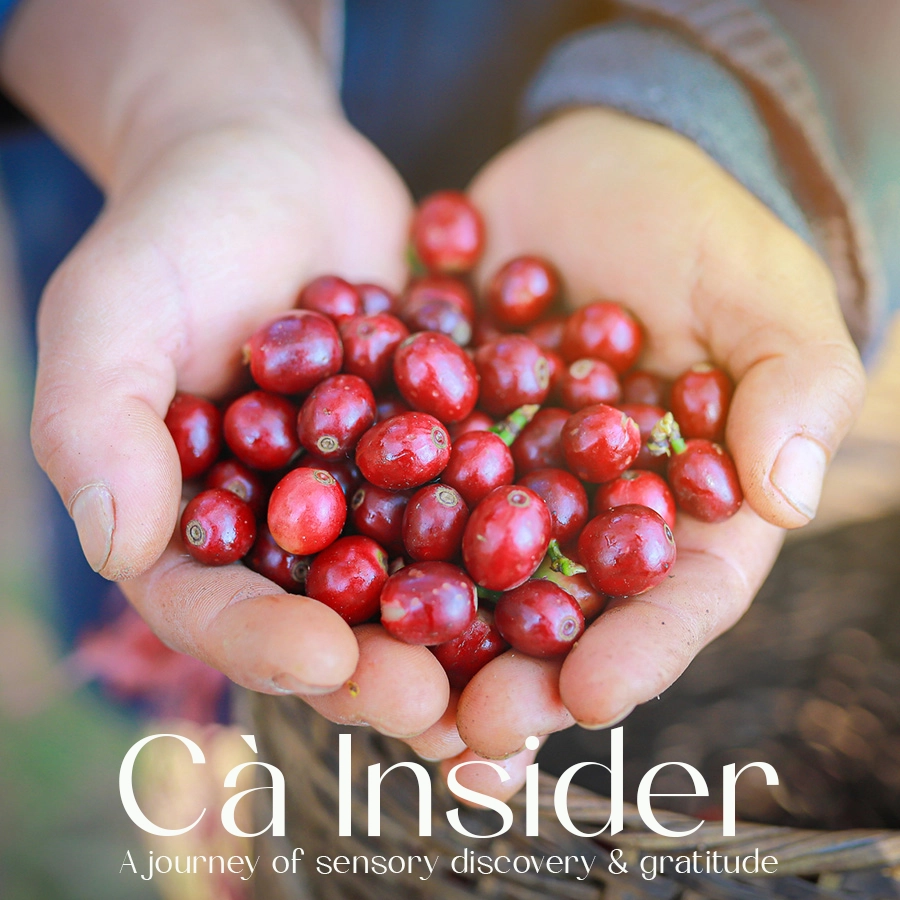 Ca-Insider-Journey-of-sensory-discovery-gratitude